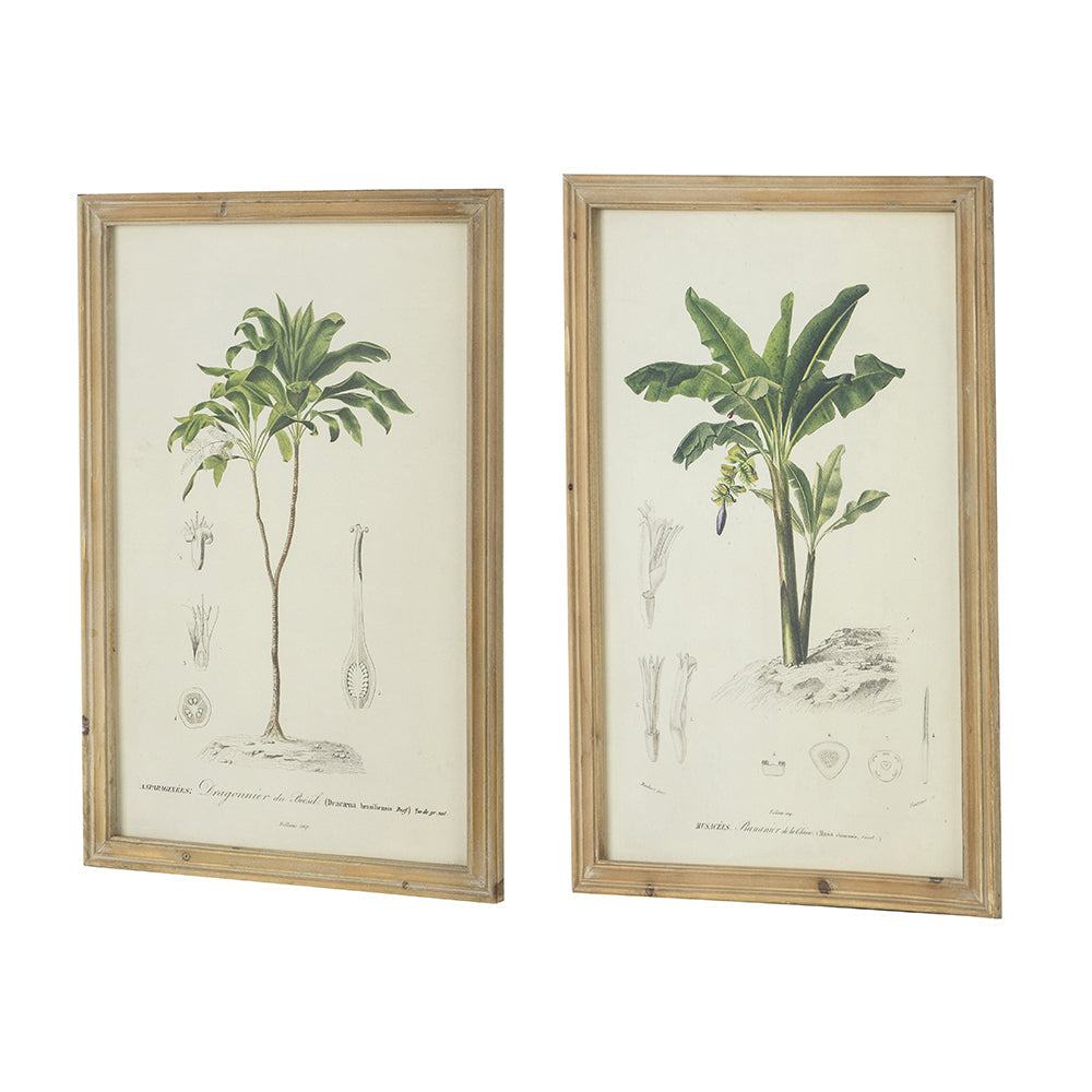 Set of 2 Tree Framed Prints