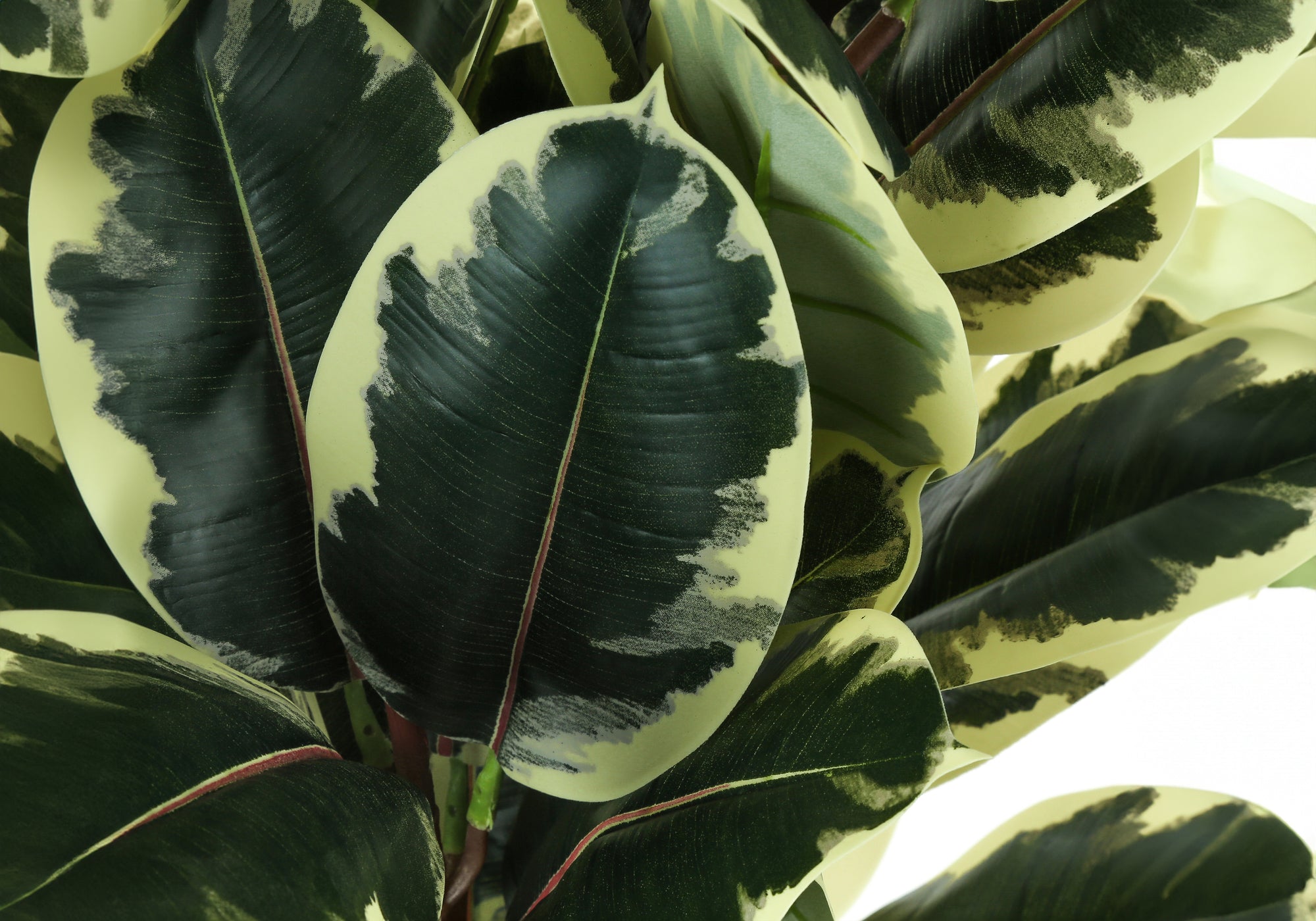 Artificial Plant, 47" Tall
