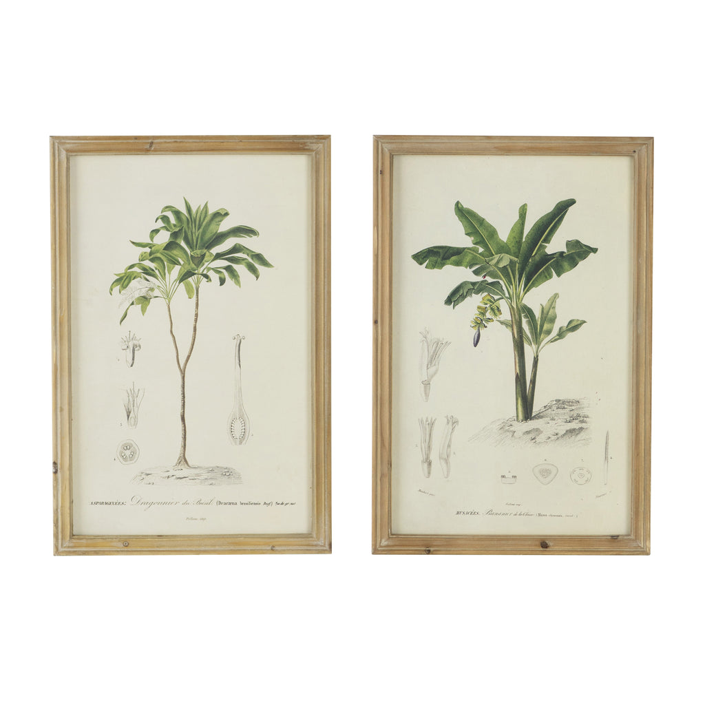 Set of 2 Tree Framed Prints