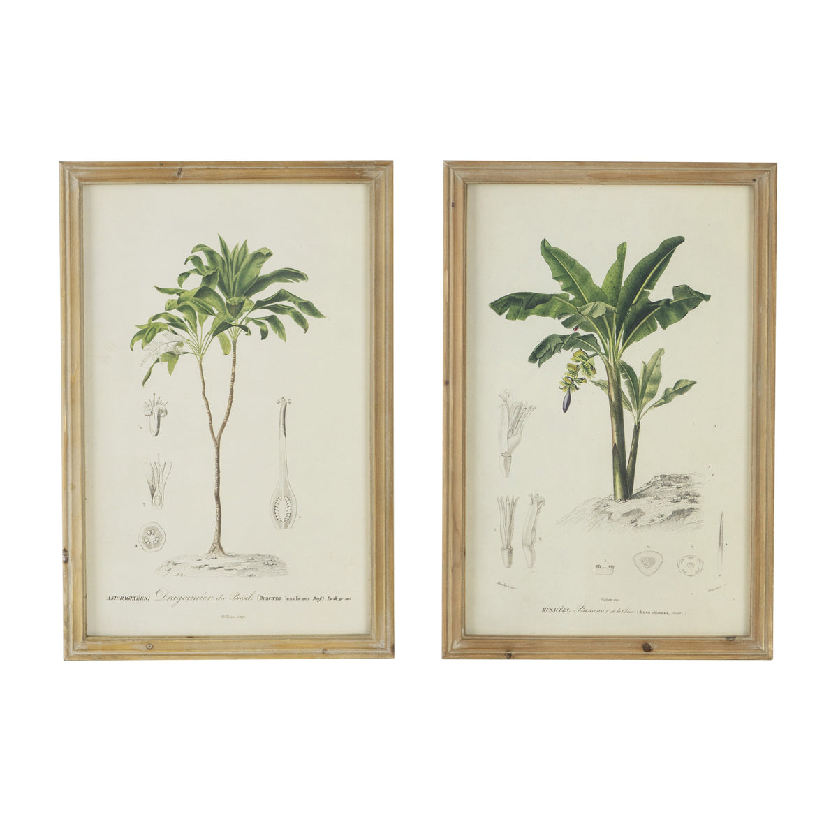 Set of 2 Tree Framed Prints