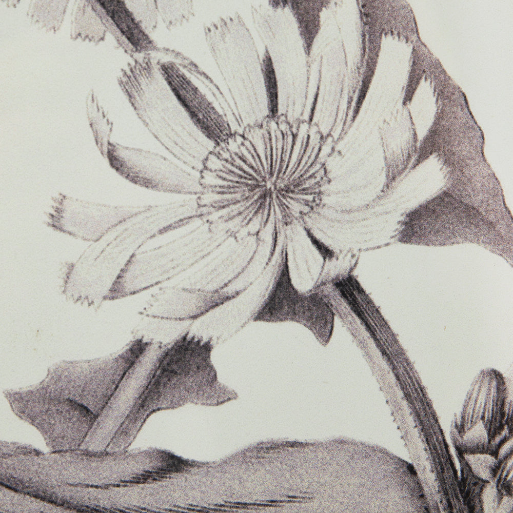 Set of 4 Botanical Wall Art Prints