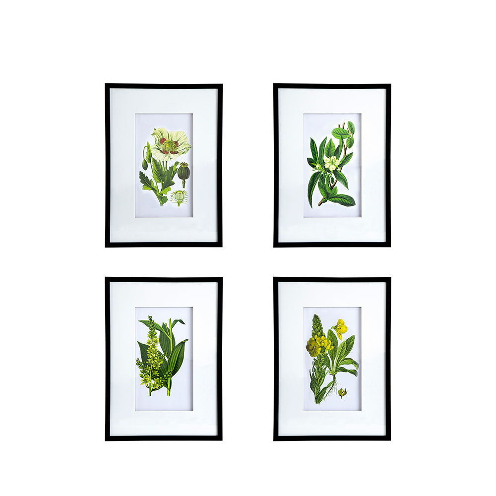 Set of 4 Botanical Flower Wall Art
