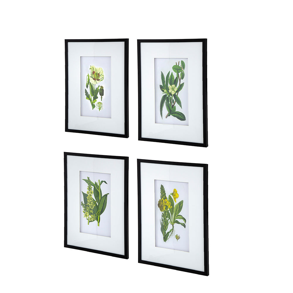 Set of 4 Botanical Flower Wall Art