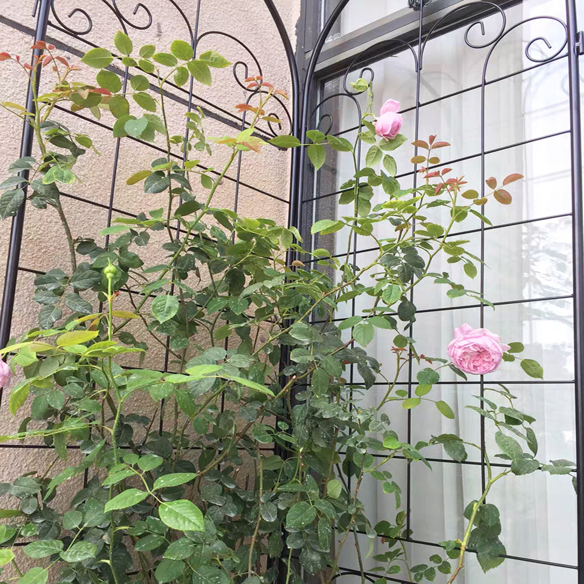 4 Pack Metal Garden Trellis for Climbing Plants