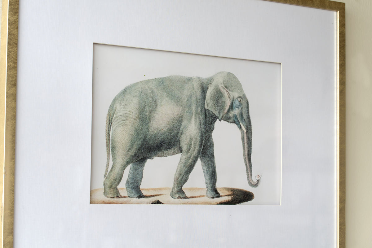 23.6x31.5" Fake Elephant Pencil Drawings, Set of 2