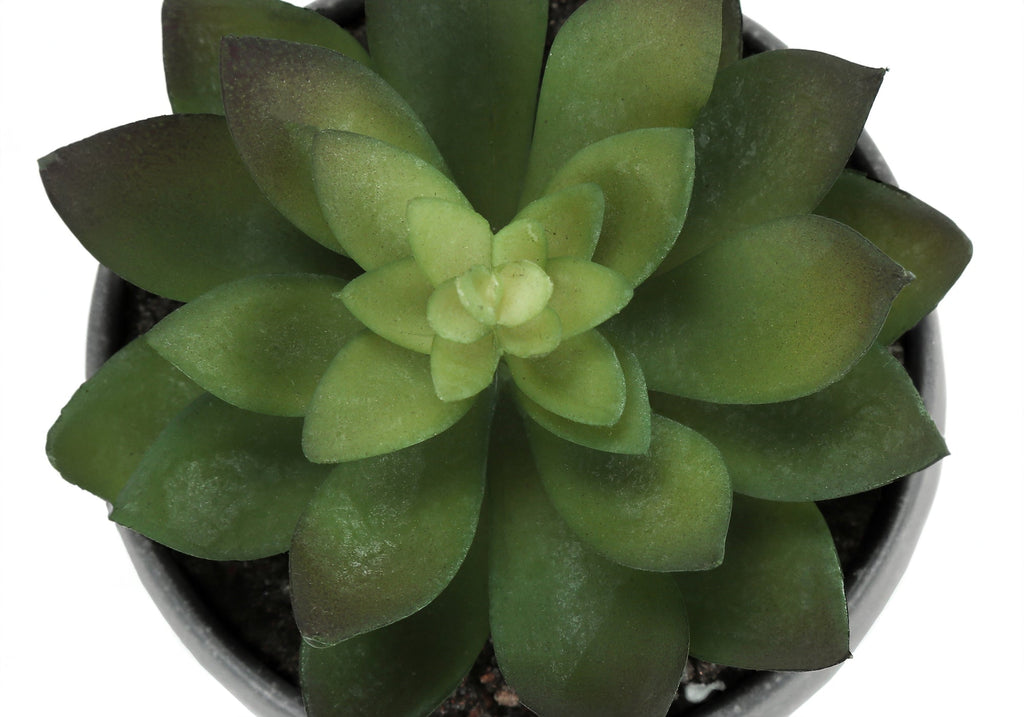 Artificial Succulent Plant Set of 3