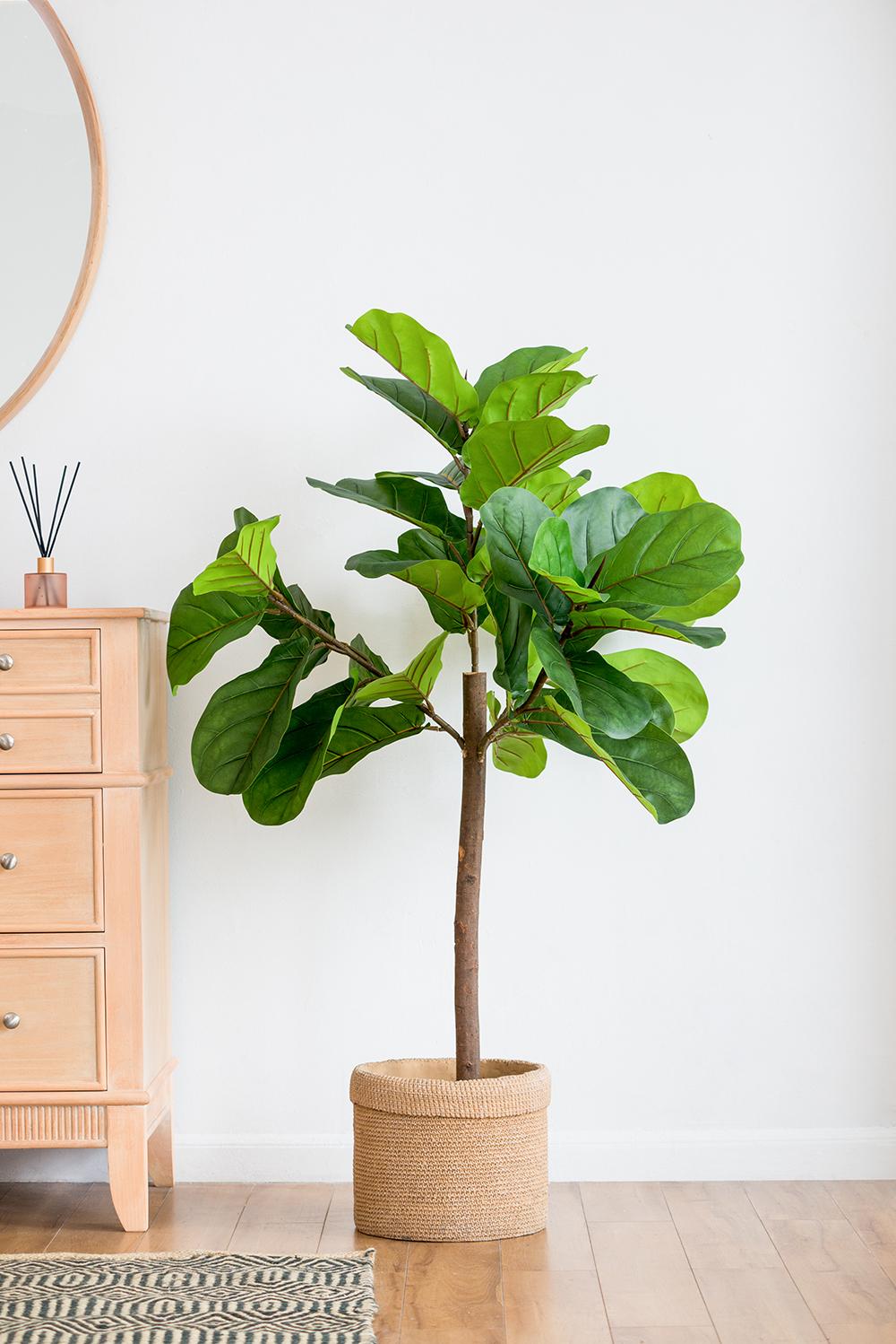 25x25x52"H Fiddle Fig Leaf Tree, 40 Leaves