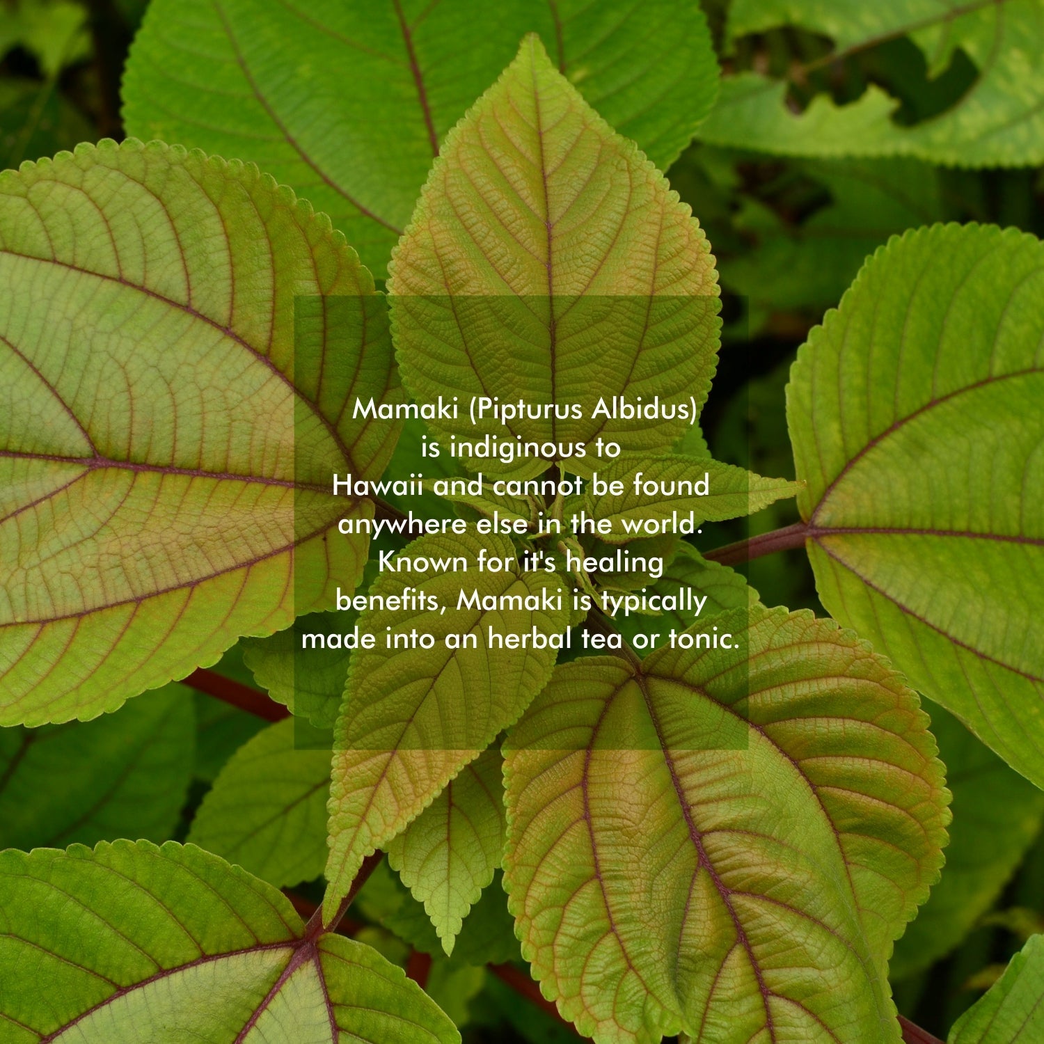 Mamaki Tea - Hawaiian Organic Caffeine Free