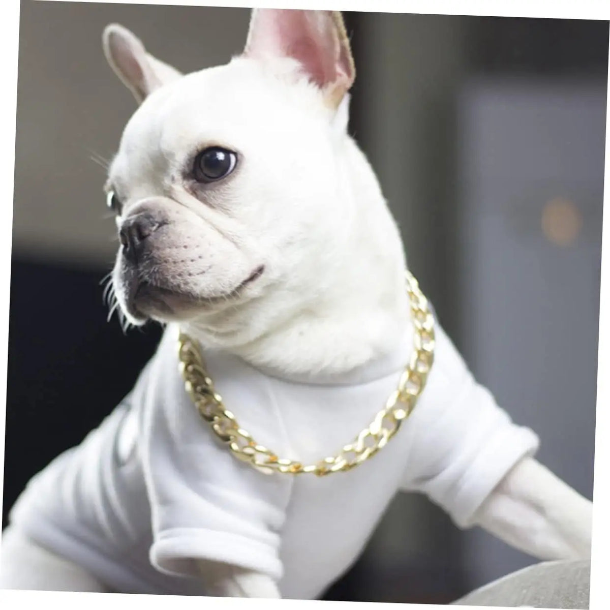 Dog Gold Silver Chain Link Dog Collar Dog Choke Necklace Collar Metal P Slip Chain Training Walking Choker Stylish PET Accessory