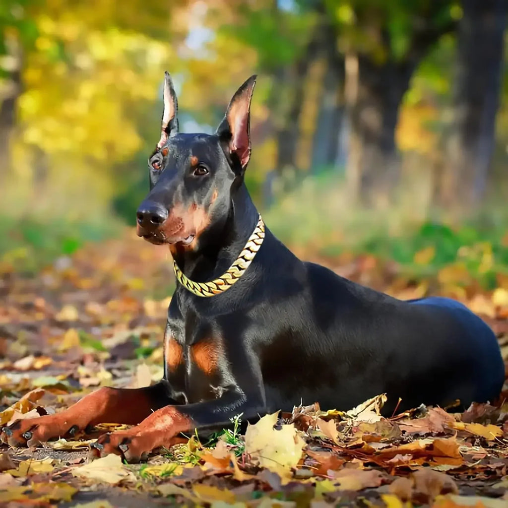32mm Strong Stainless Steel Cast Gold Dog Collar Solid Buckle Necklace Bully Fighting Large Dog Dog Chain