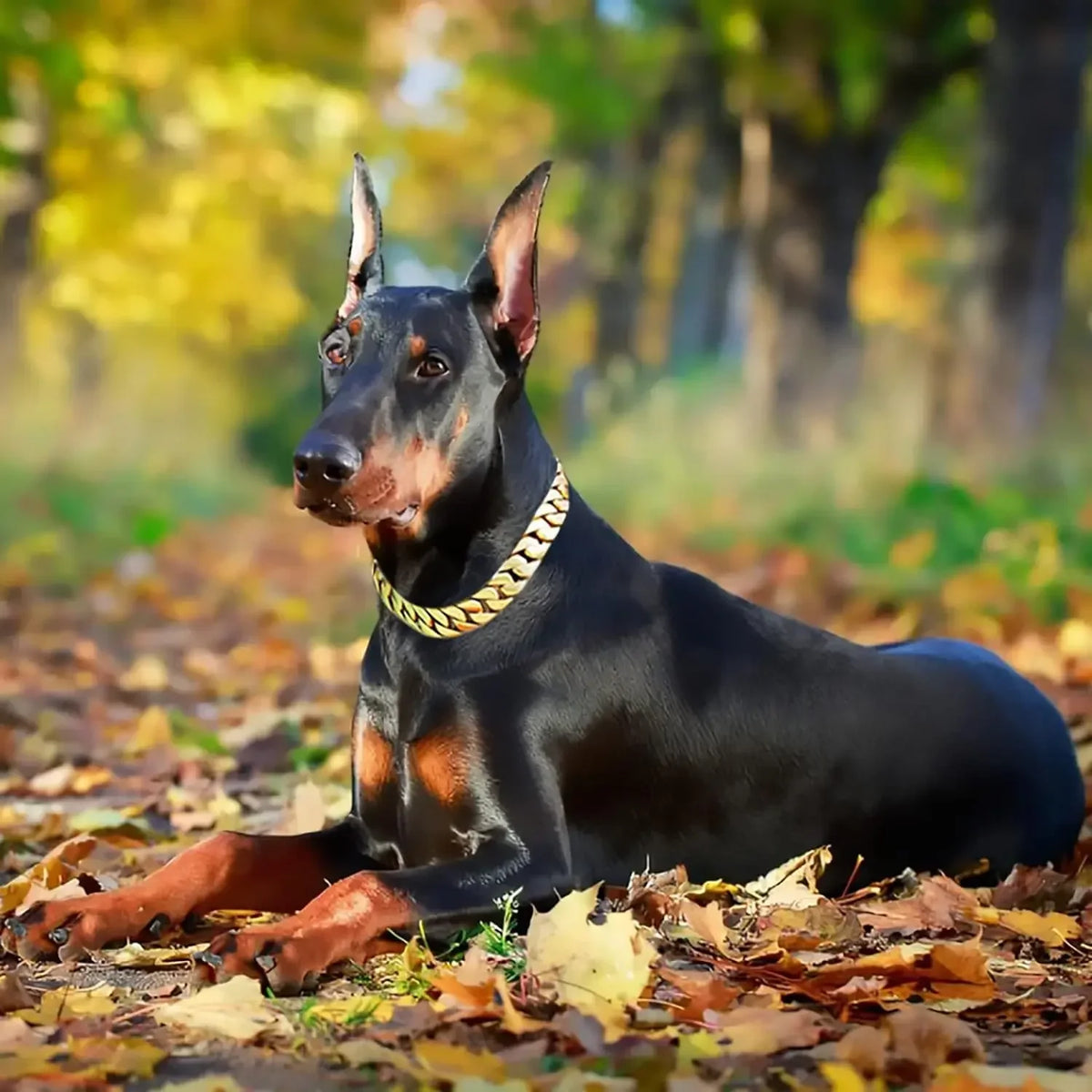 32mm Strong Stainless Steel Cast Gold Dog Collar Solid Buckle Necklace Bully Fighting Large Dog Dog Chain