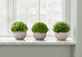Artificial Plant Set of 3 - 5" Tall Indoor Faux Greenery