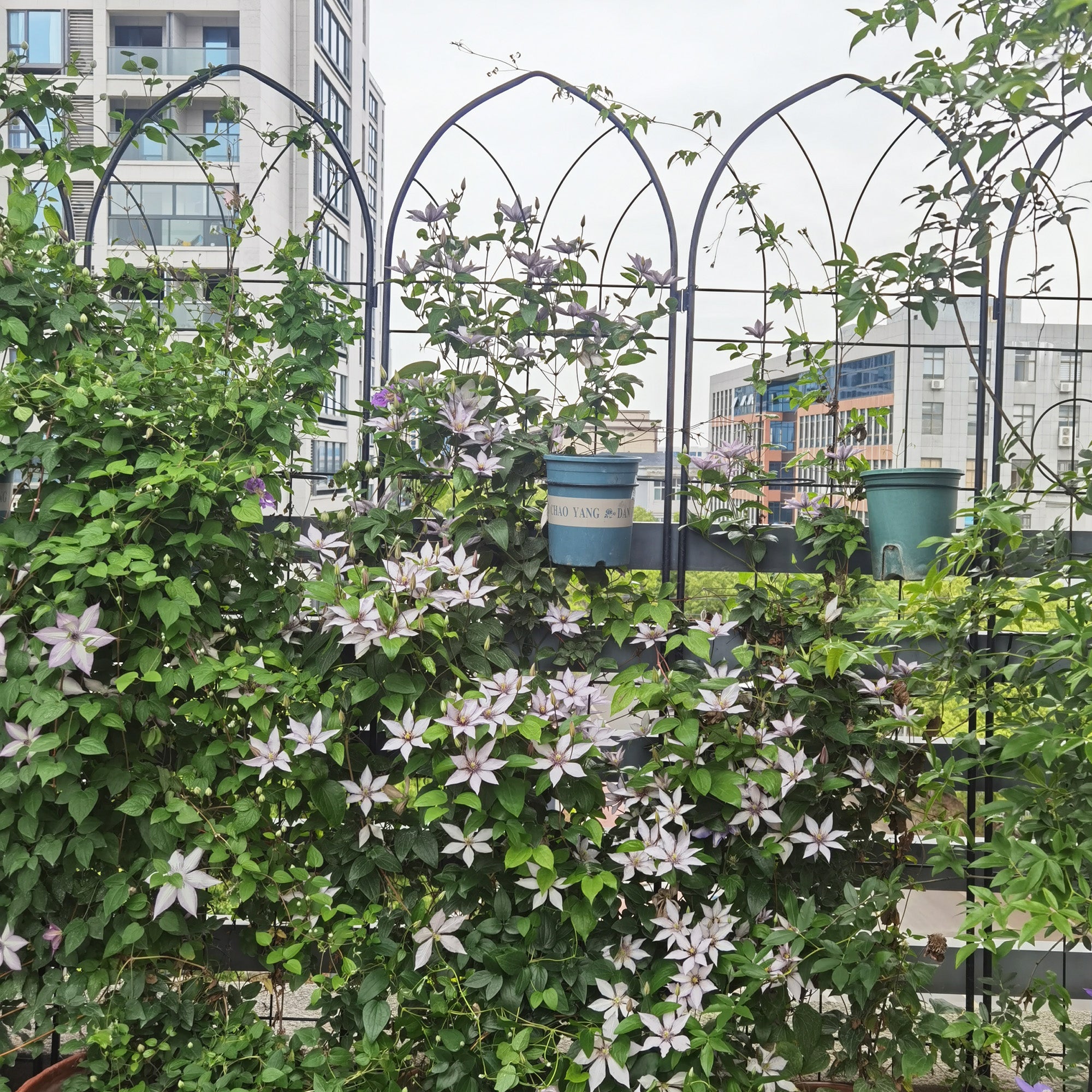 4 Pack Metal Garden Trellis - 78.7" x 19.7"