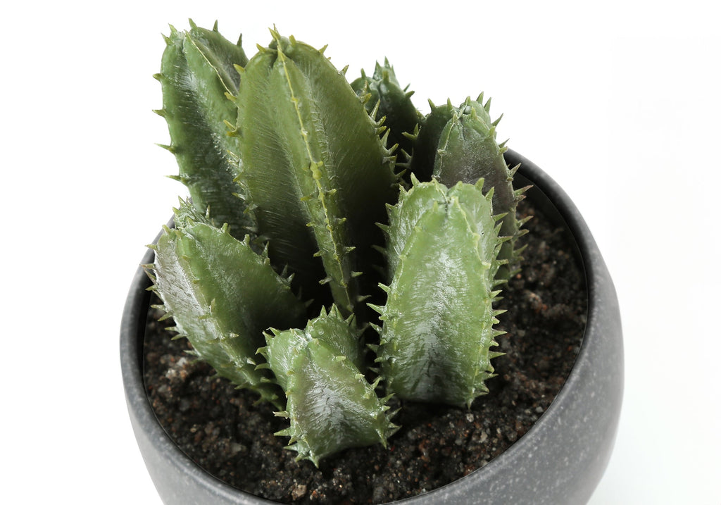 Artificial Succulent Plant Set of 3