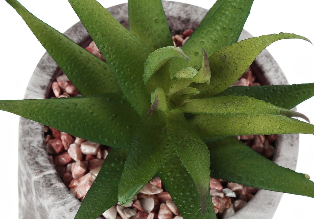 Artificial Plant Set of 2 - Indoor Succulent