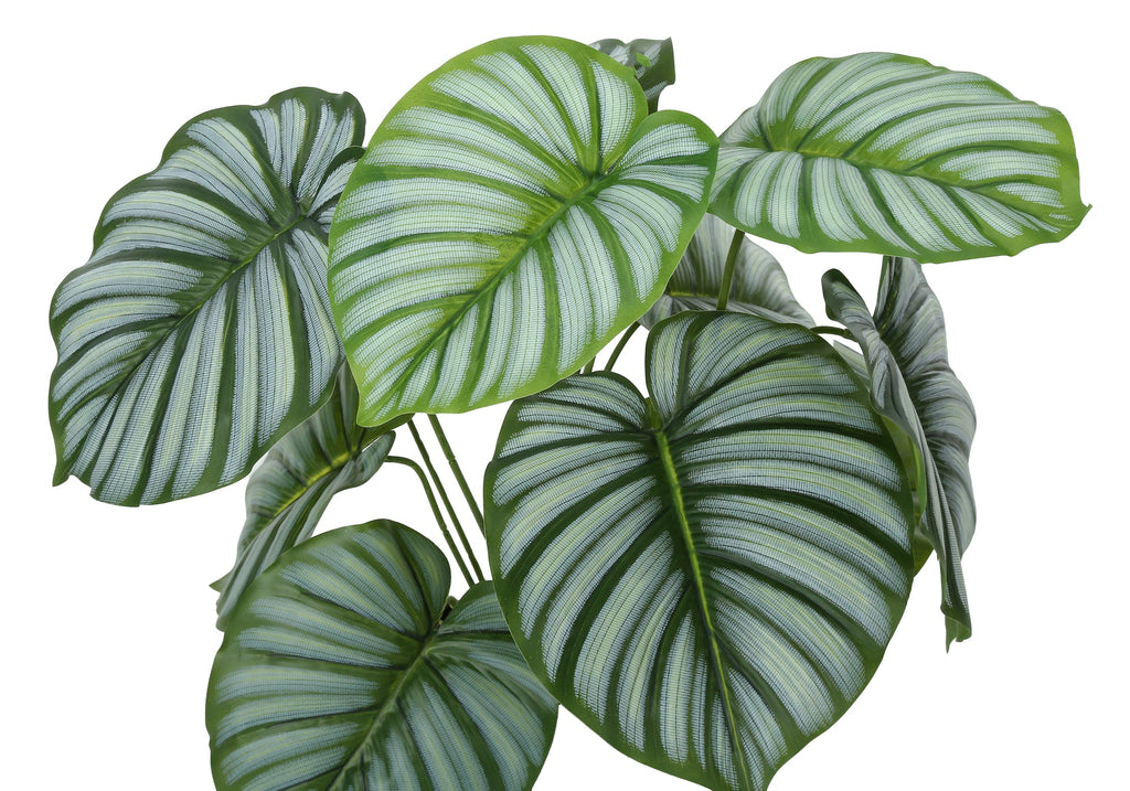 Artificial 24" Tall Calathea Plant
